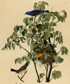 John James Audubon : Blue grosbeak